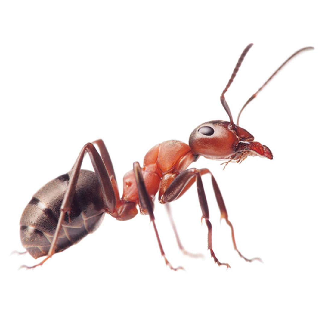 ant