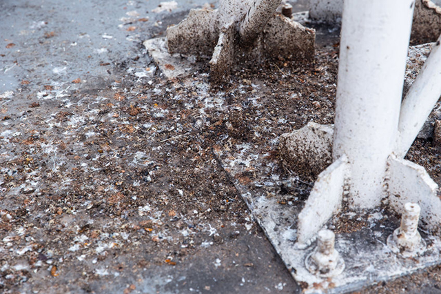 Image of mess made by birds on the ground