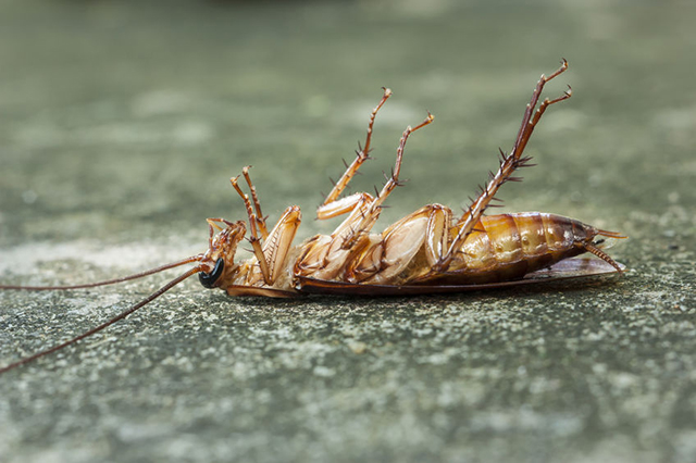 Photograph of cockroach. Countywide Pest Control in Hull, East Yorkshire and Lincolnshire.