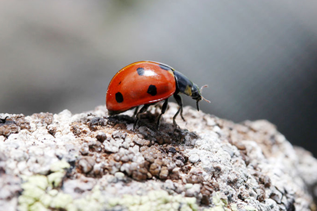 Ladybird photo.Countywide Pest Control in Hull, East Yorkshire and Lincolnshire.