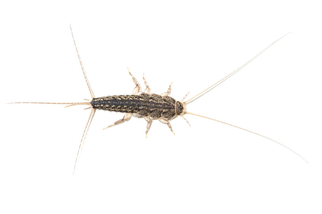 Image of silverfish. Countywide Pest Control in Hull, East Yorkshire and Lincolnshire.