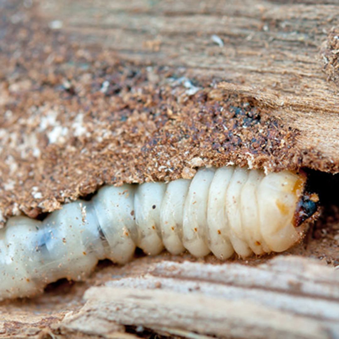 woodworm